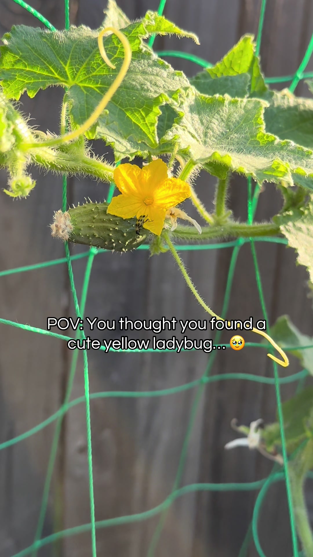 @plantingwithe