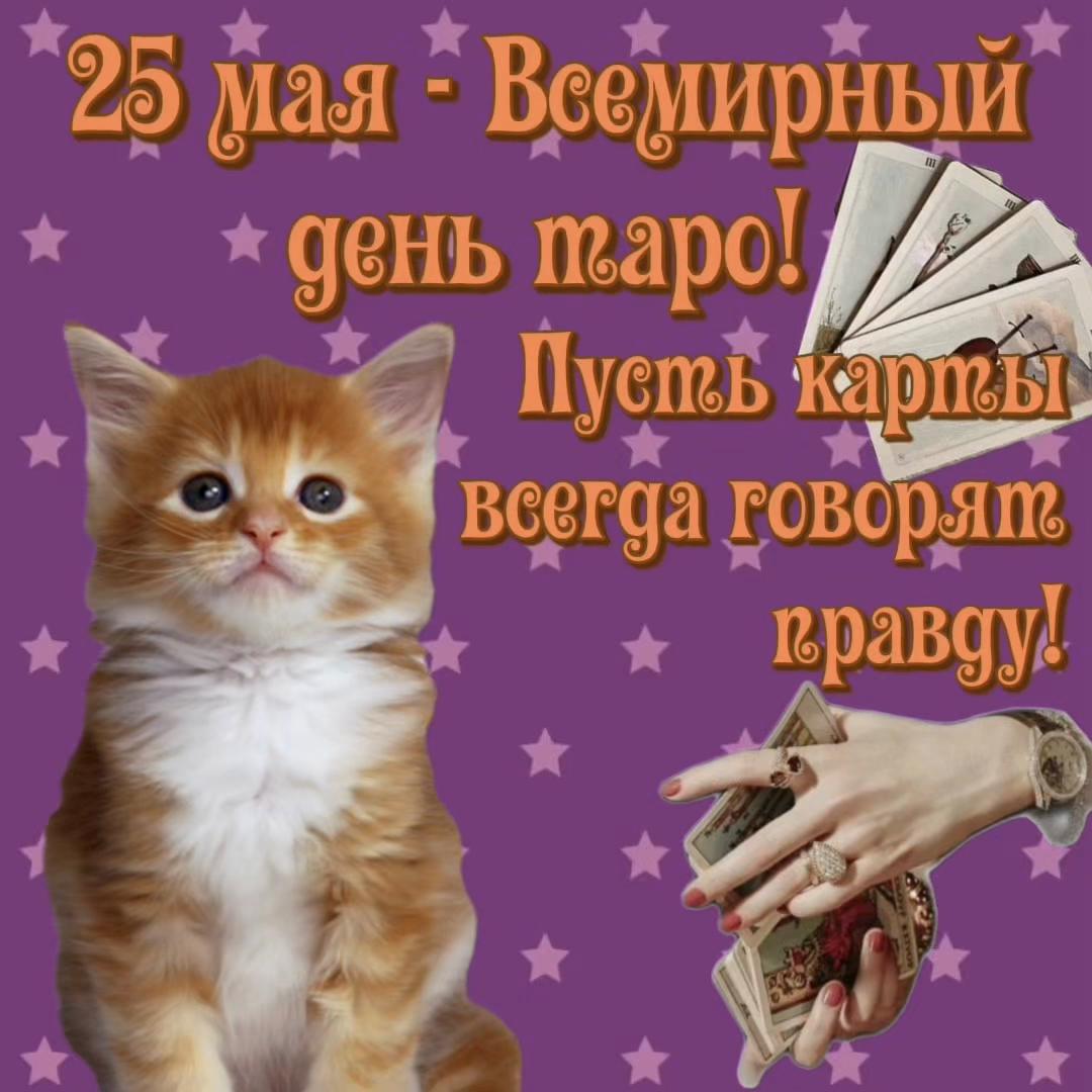 @котики на каждый день