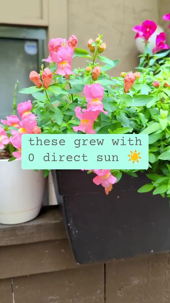 @Plantflix Seeds
