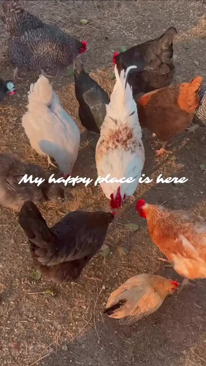 @CHICKTOK