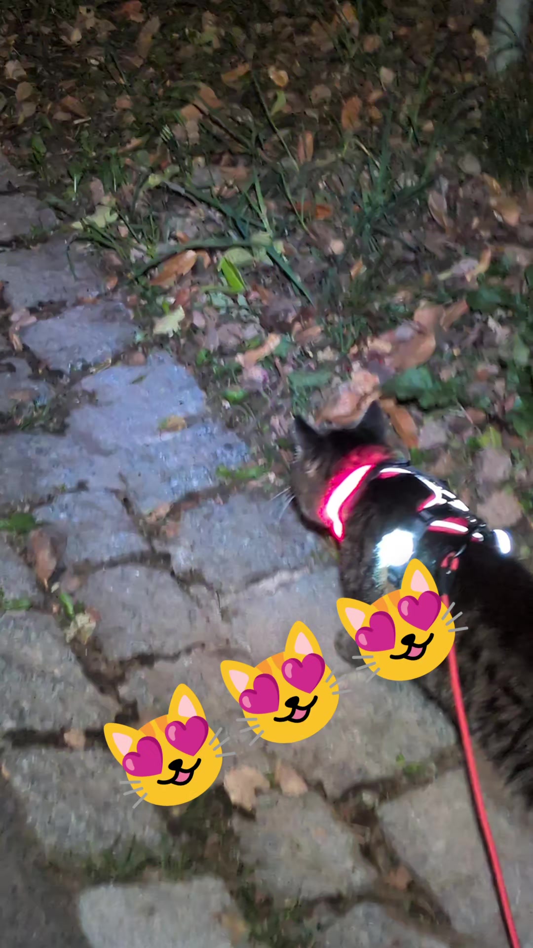 @😻Katrin&Odin 😻Modi Muddi 😻