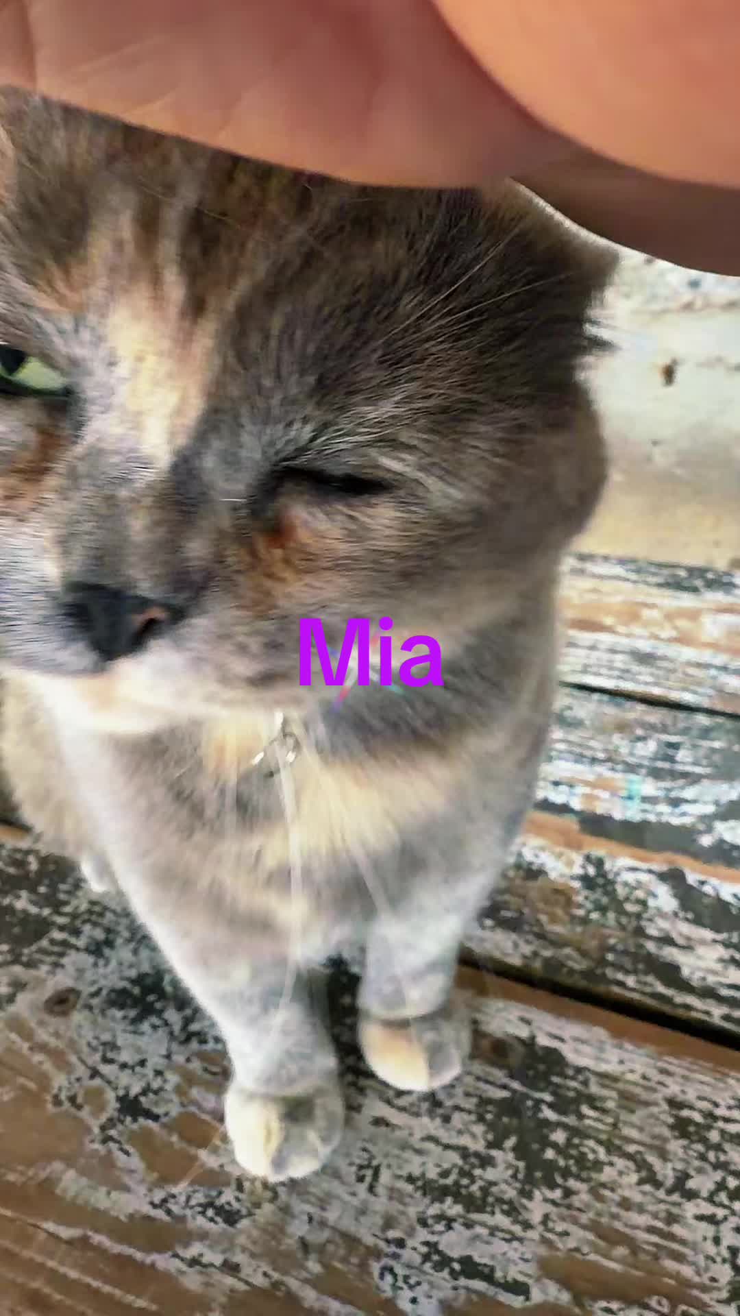 @Amri Gatitos