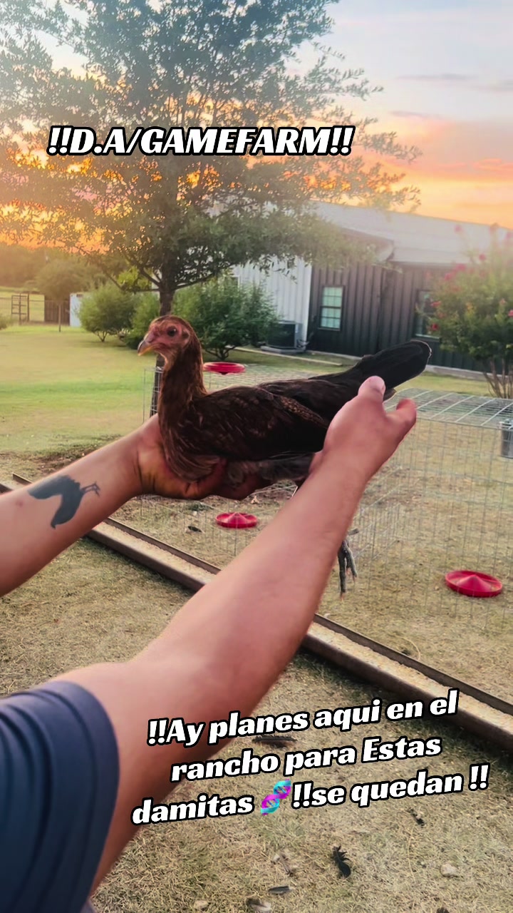@DAgamefarm