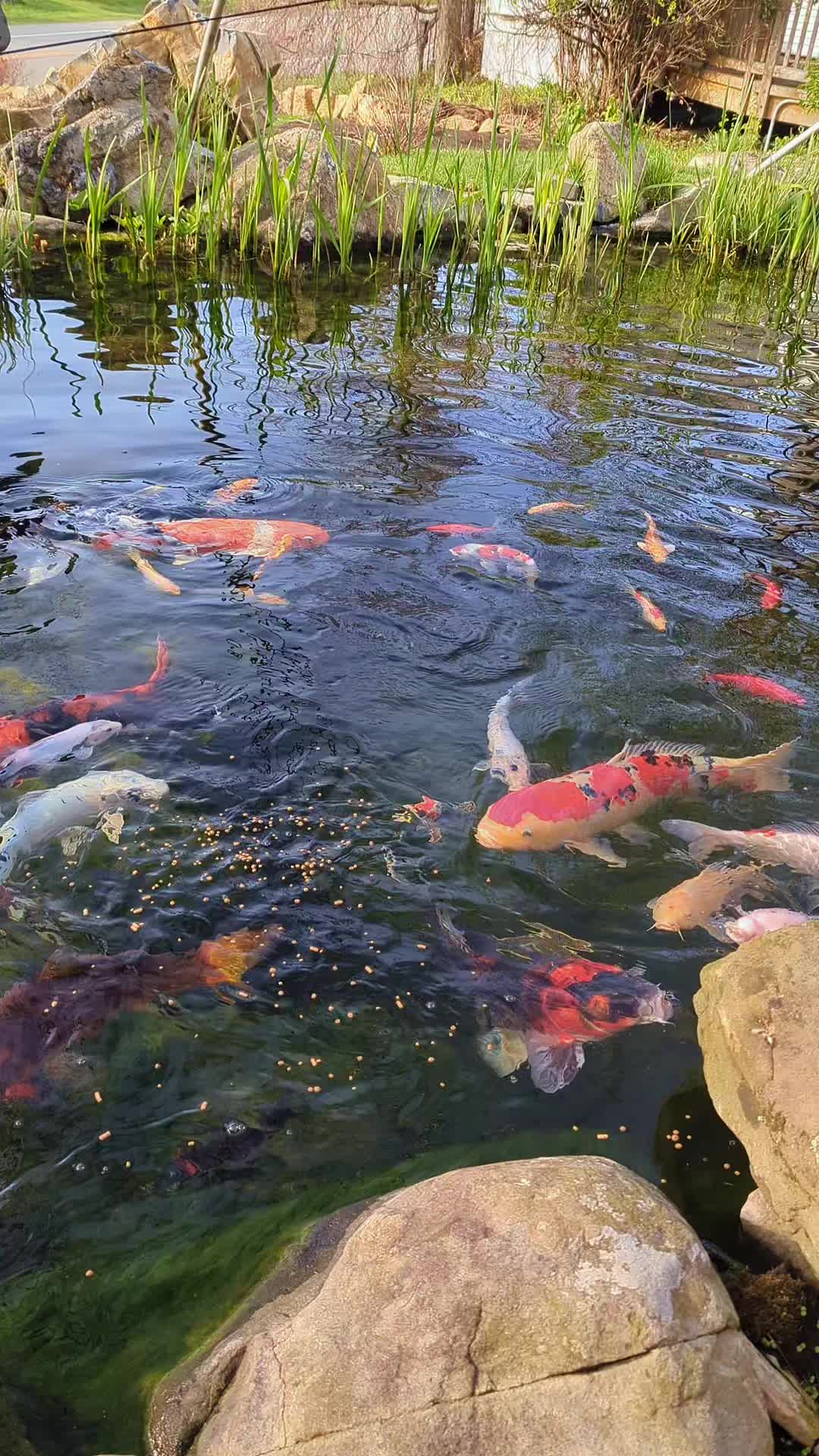 @B&M Aquatics