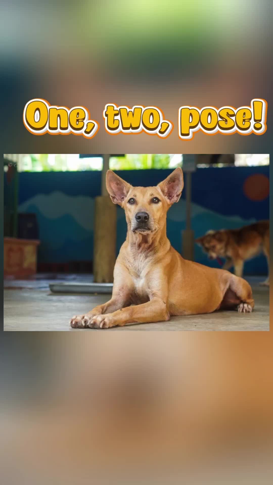 @AnimalKingdomFoundation