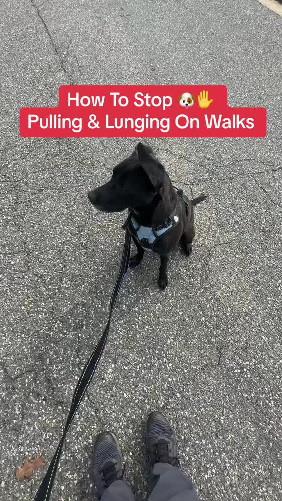 @Best Buddy Dog Trainer LLC