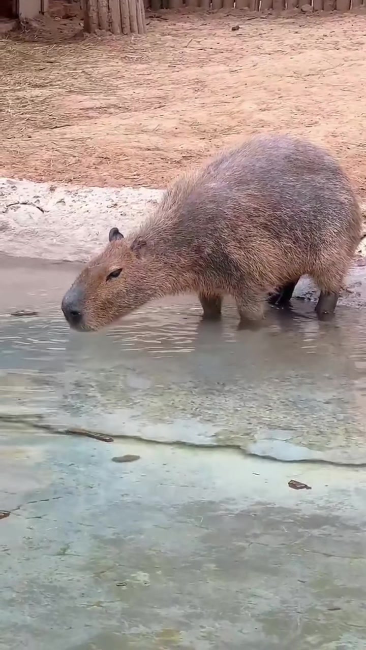 @Capybarabaramedia