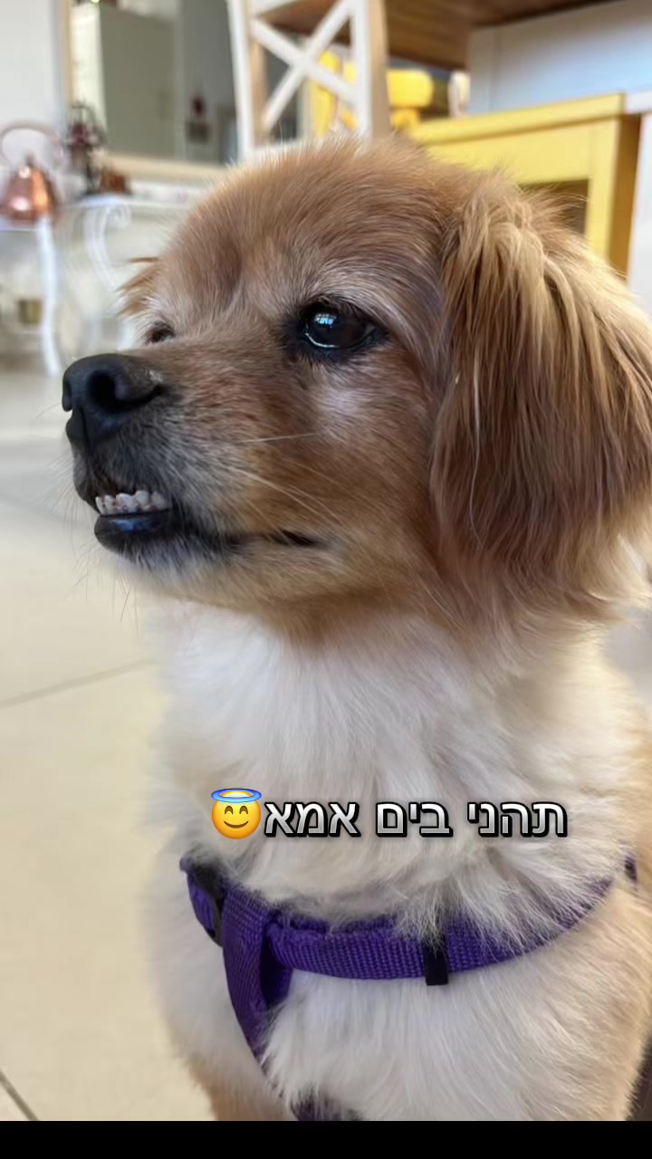 @Eden Malka