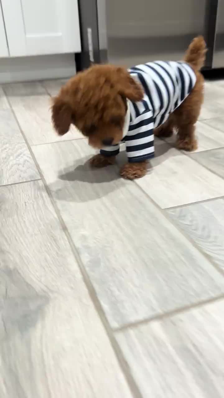 @homeraisedtinypoodles