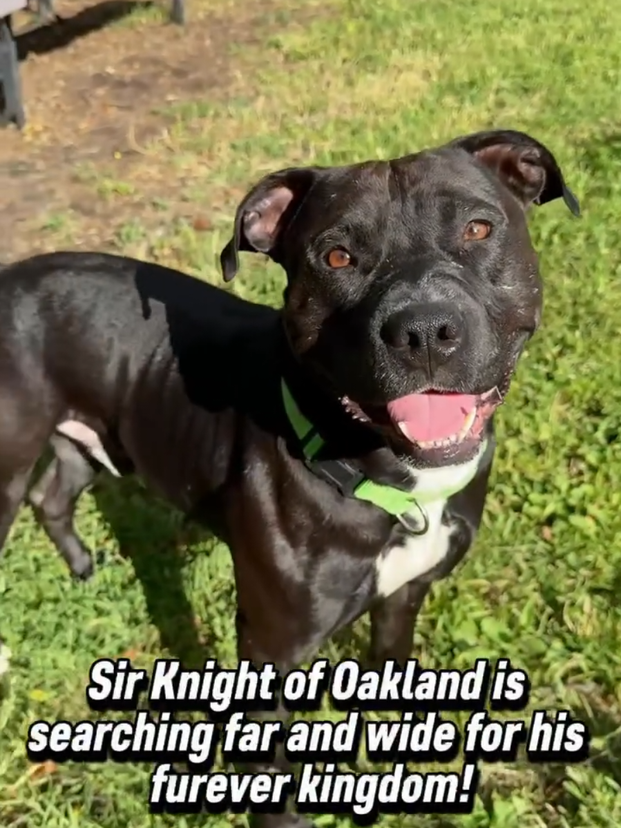 @Oakland Animal Services