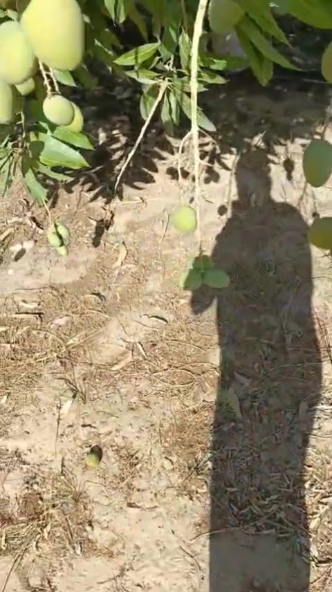 @احمد عمر
