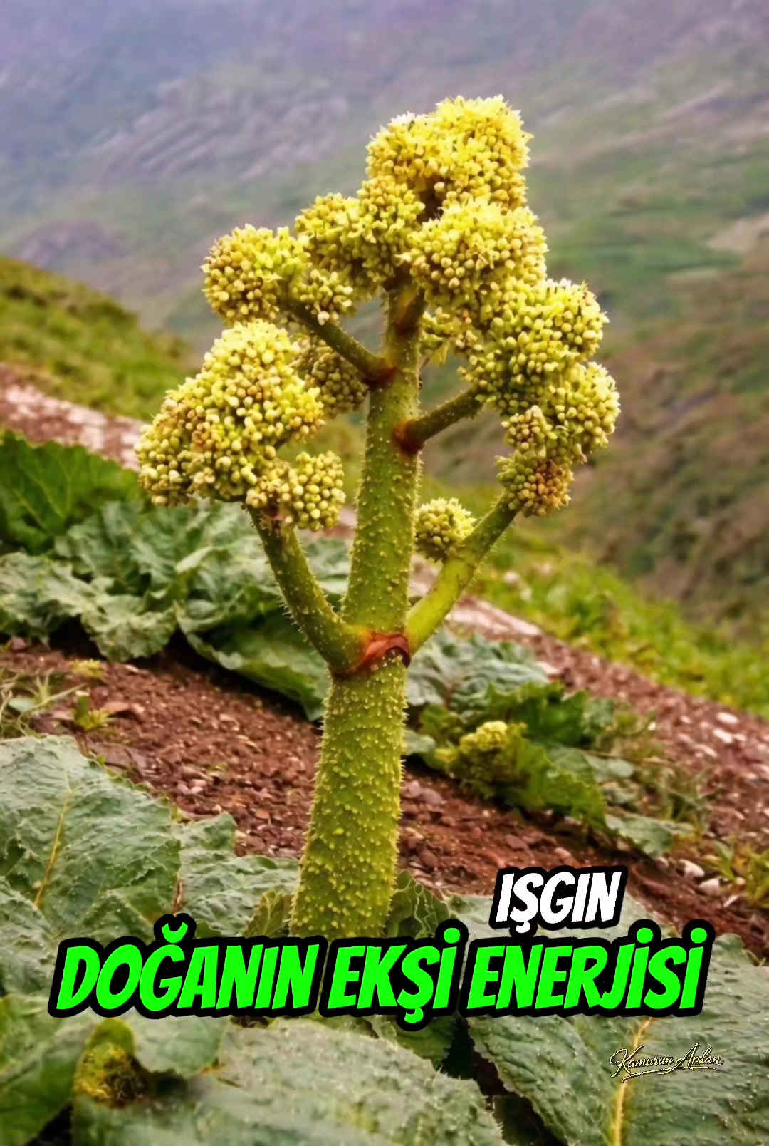@Kamuran Arslan
