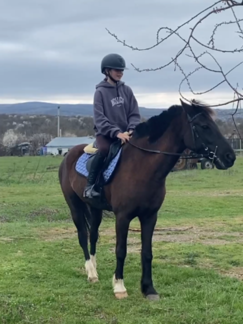 @Horses TikTok