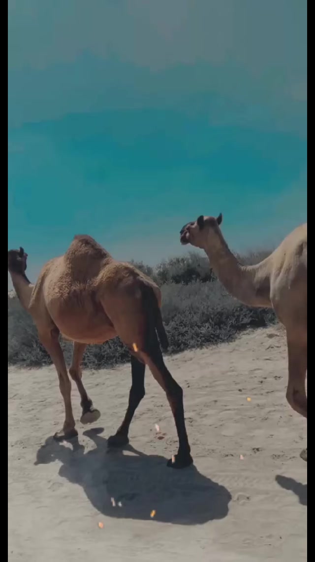 @Waseem حسینی 👑
