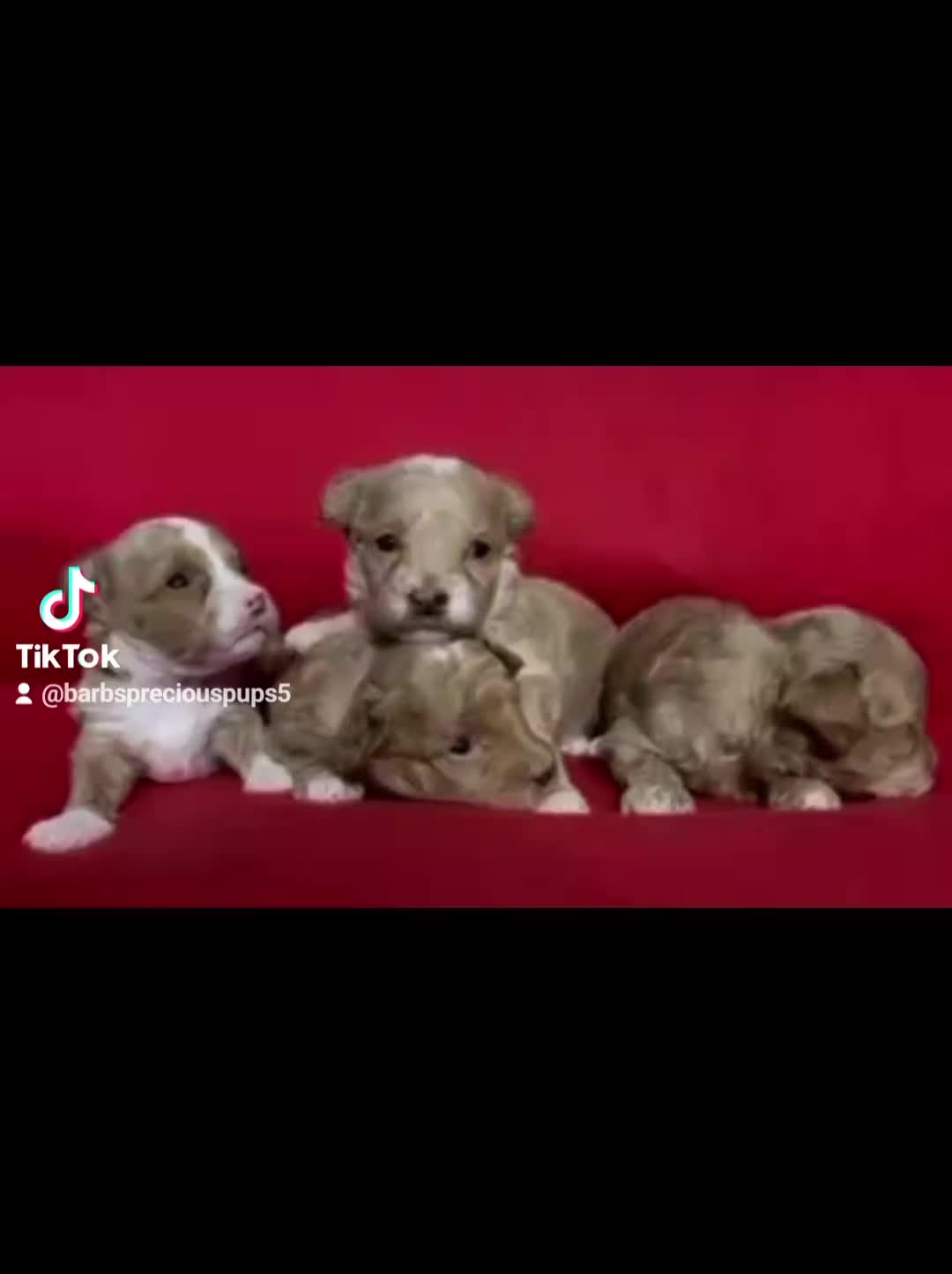 @Barb's Precious Pups