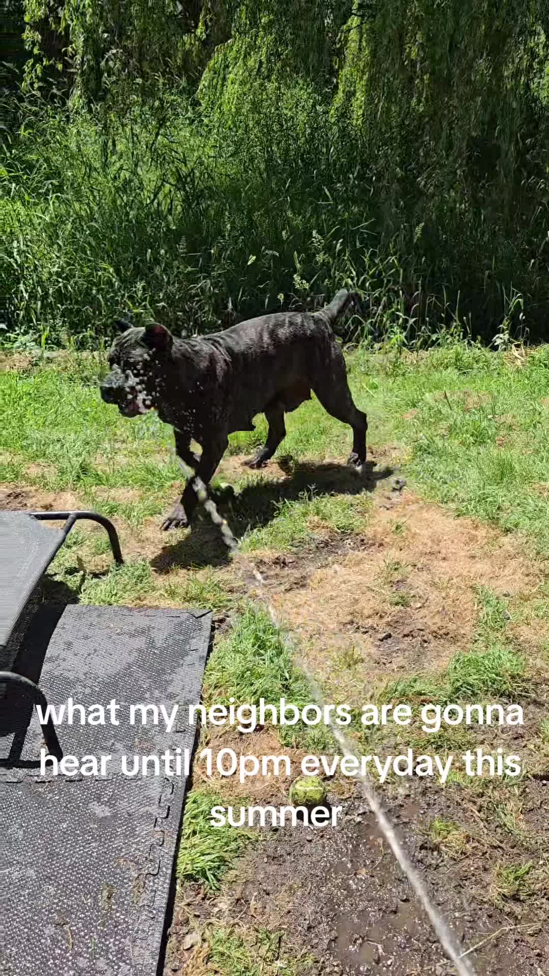 @SalmonCreekCaneCorso