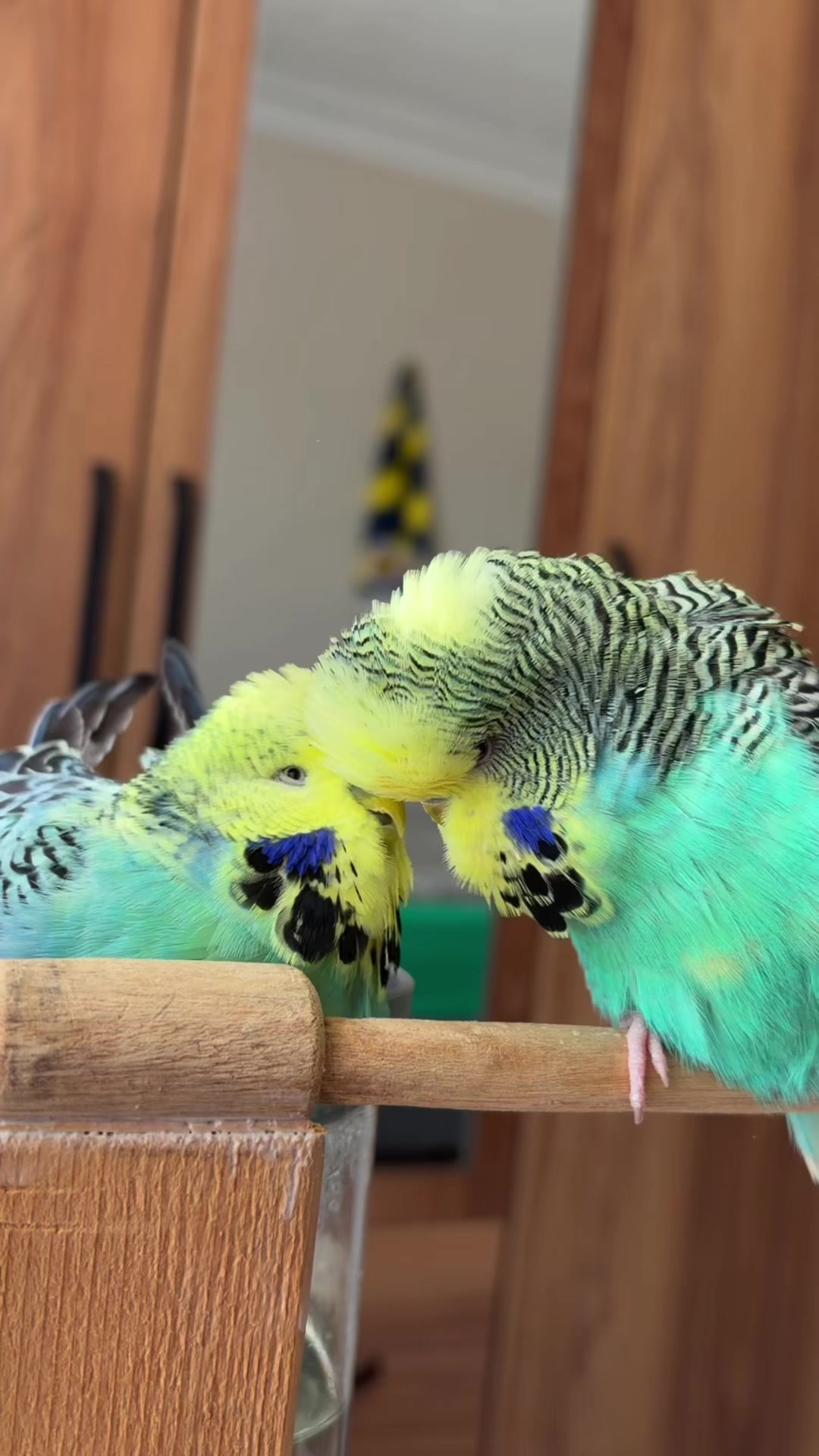 @bbb.budgie