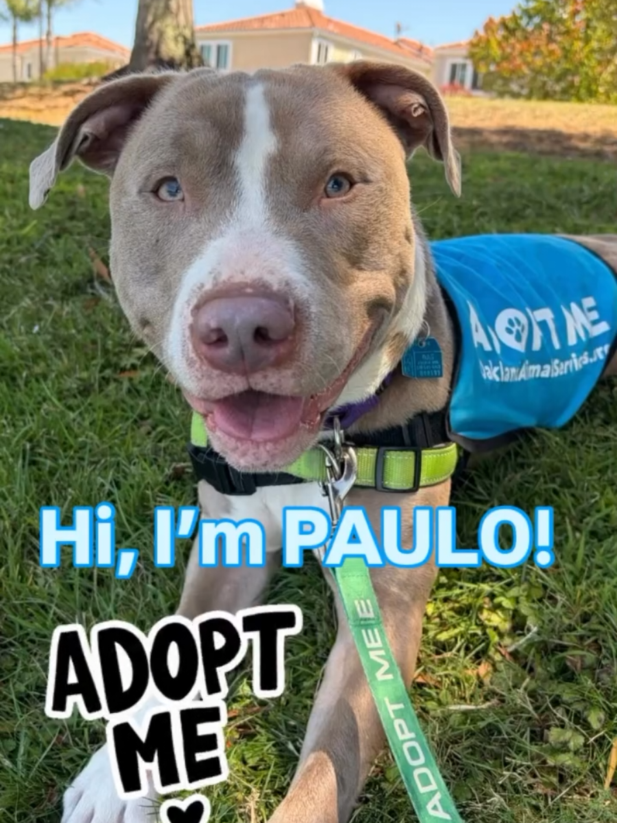 @Oakland Animal Services
