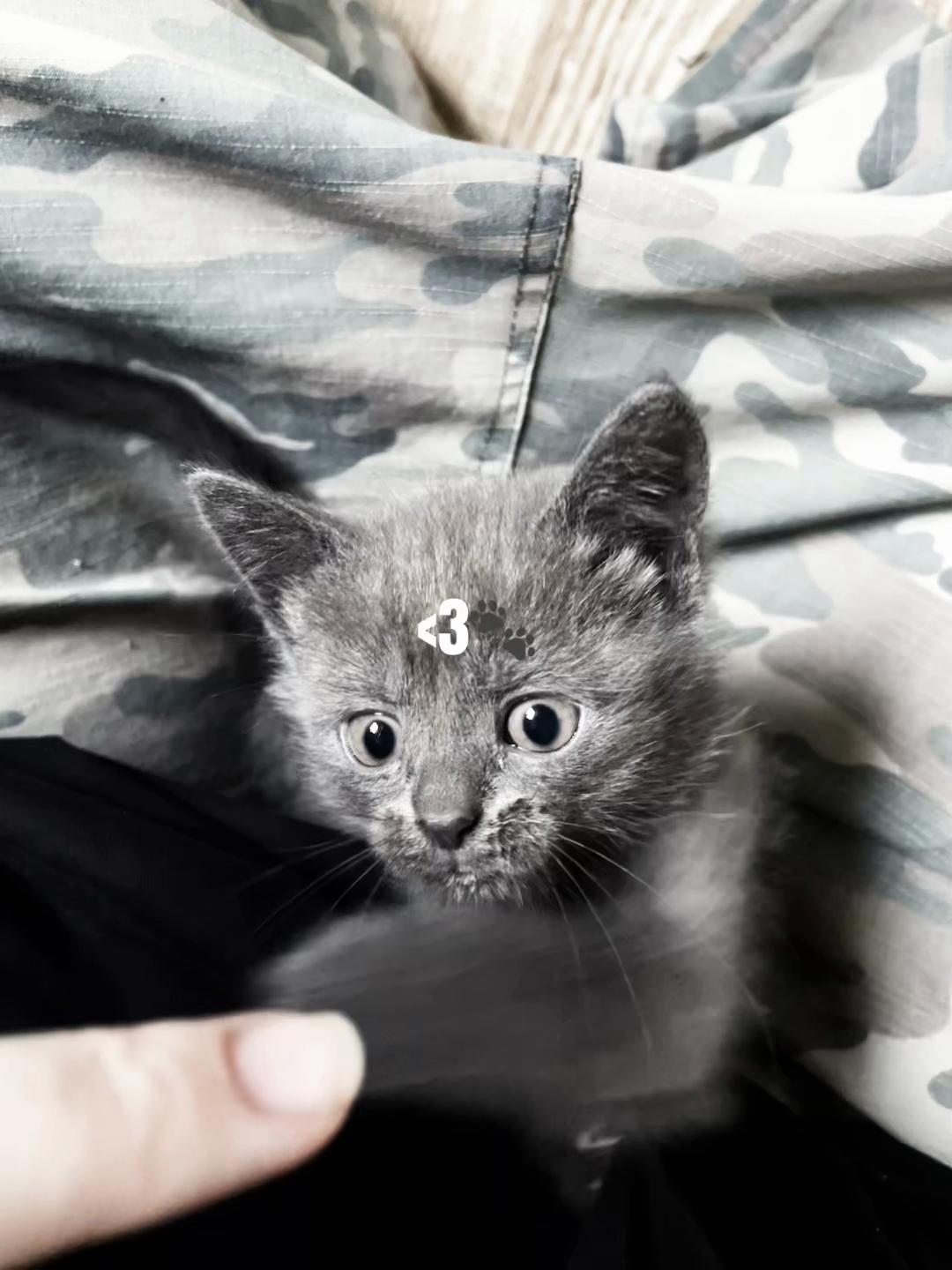 @пейлина