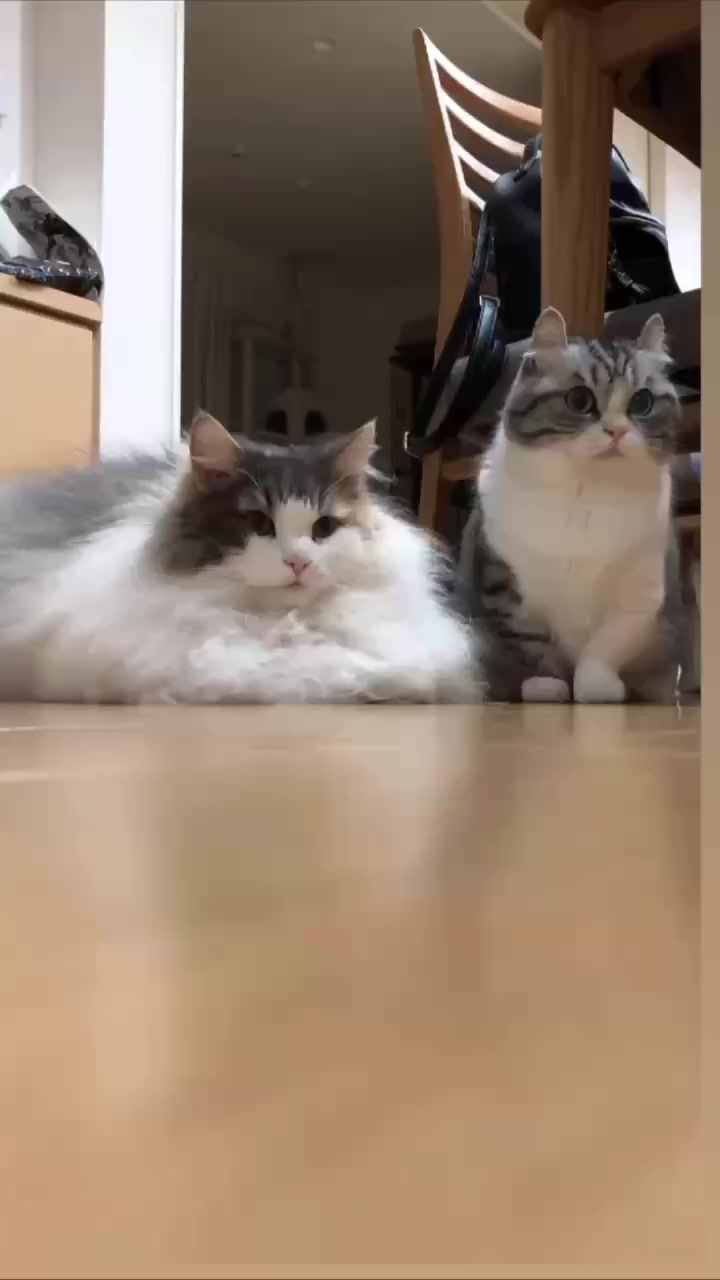 @KomaruSalt_AB
