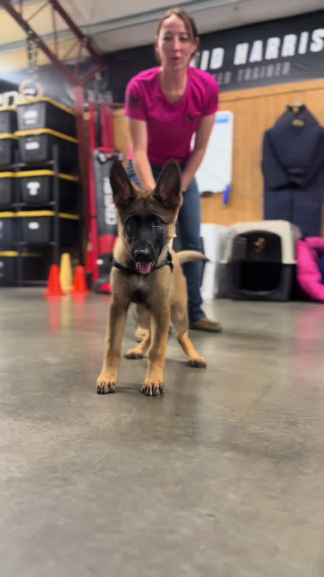 @Protection Dog Sales