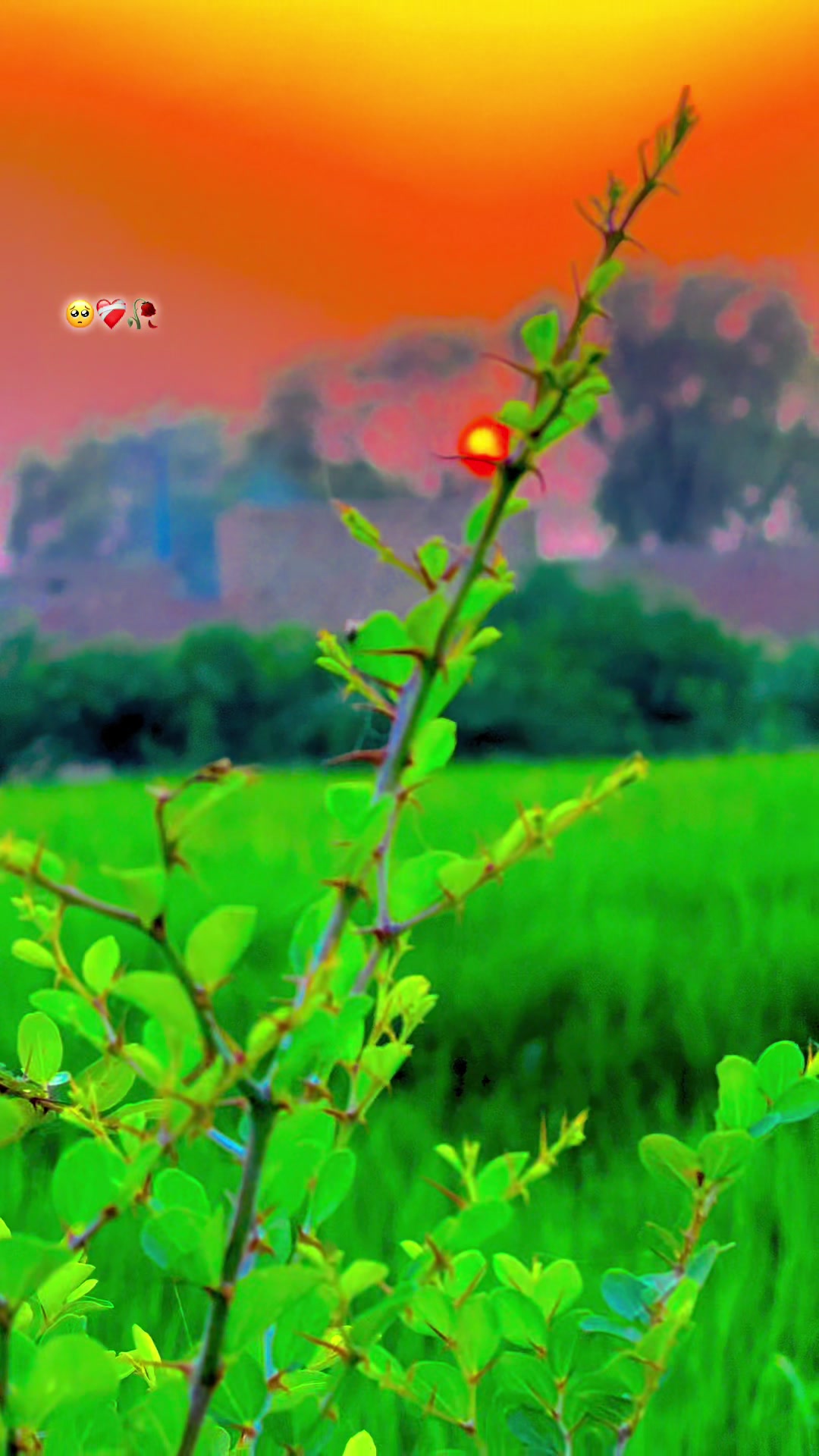 @🌾میں۔ میرا۔ پنڈ🎋