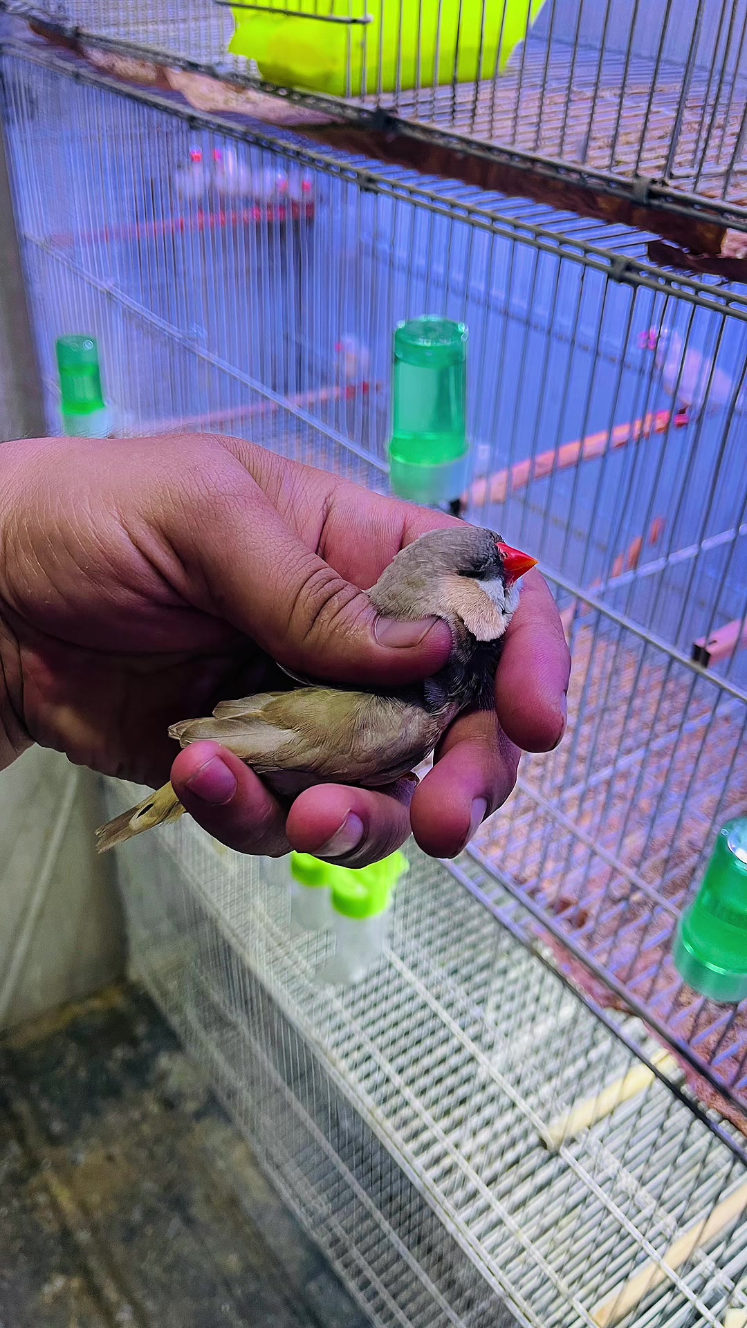 @Lala Aviary