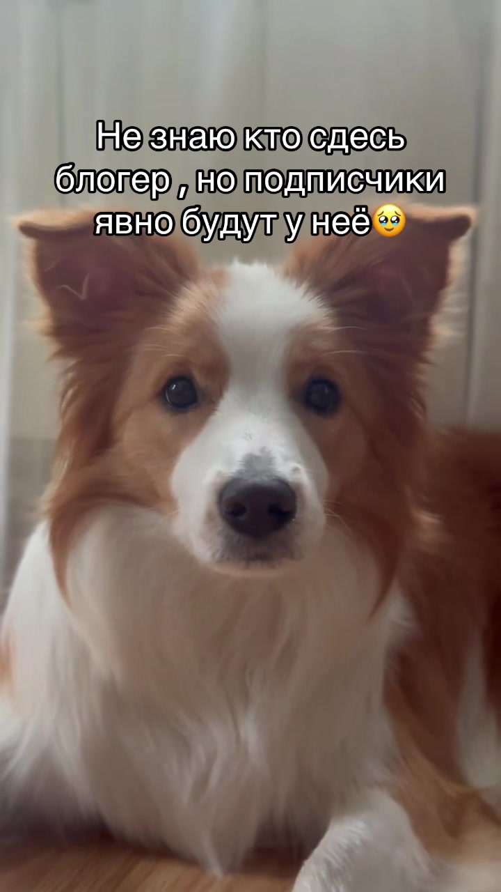 @ТГК: рыжий бордер🔥