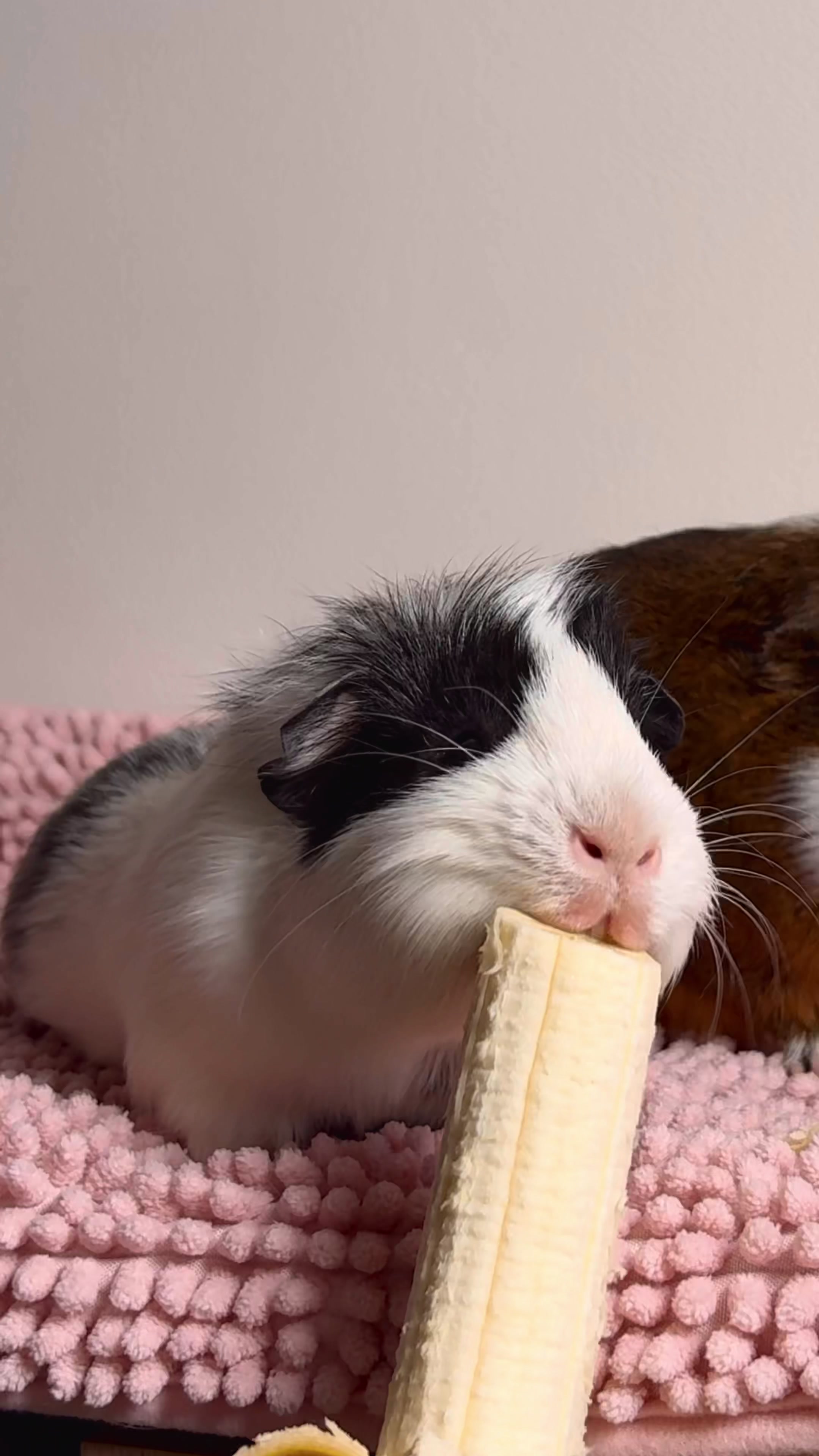 @friendly_guinea_pigs