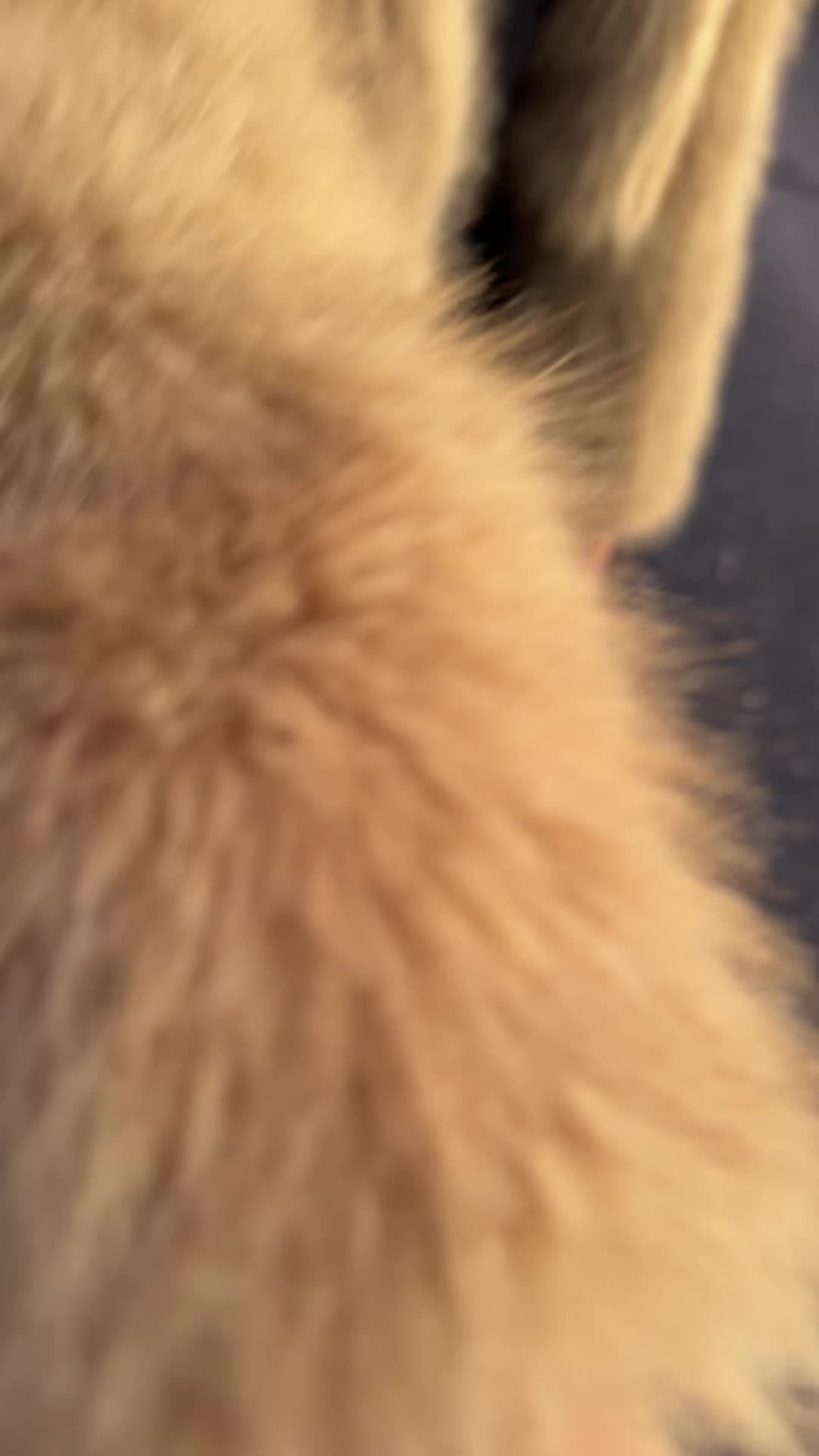 @gingerkikkomon