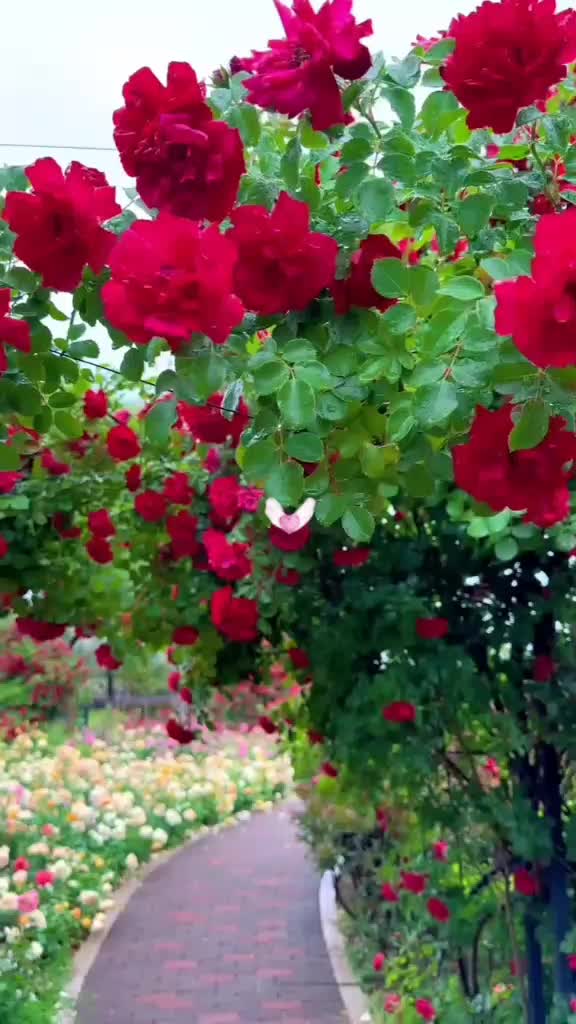 @premkumari1529