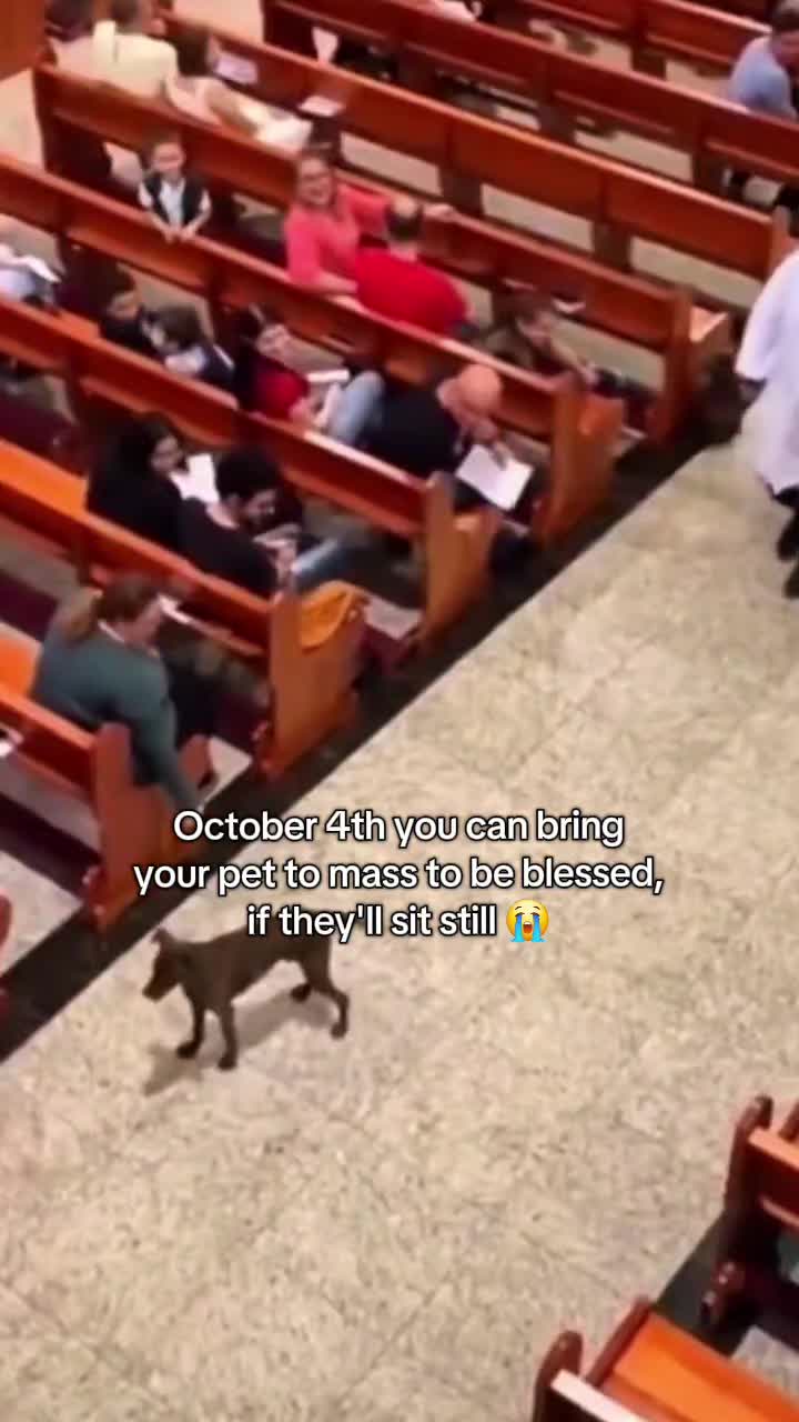 @Pawsitivitycore