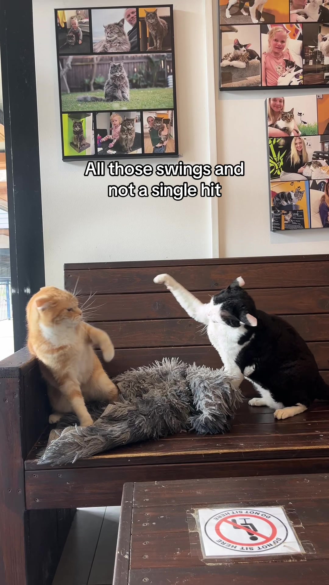 @crazycatcafe