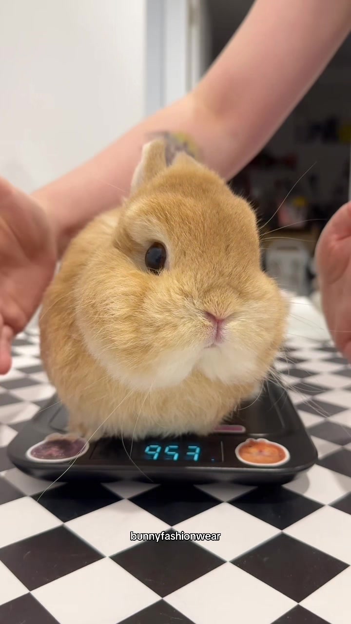@Eggie