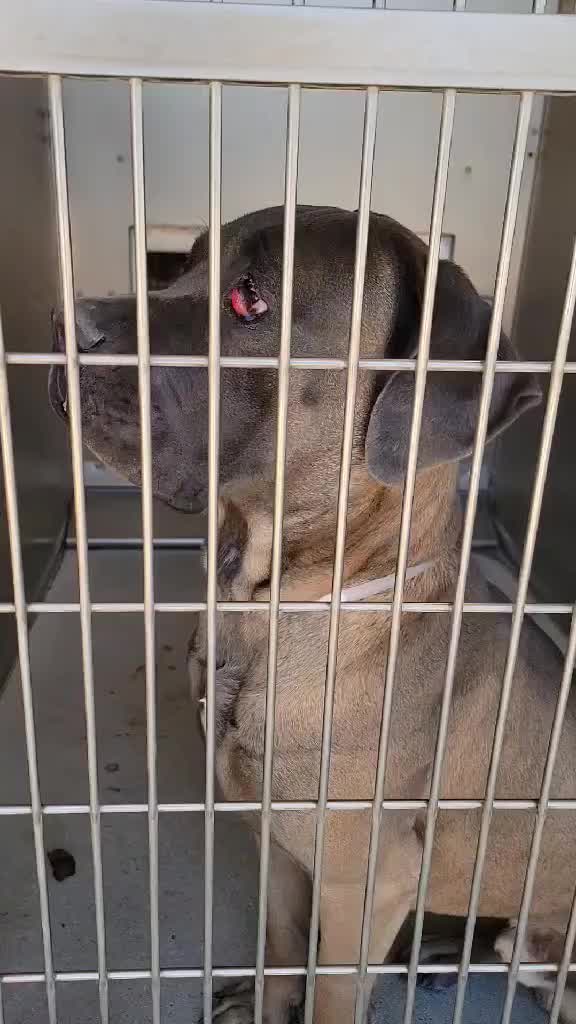 @Cane Corsos