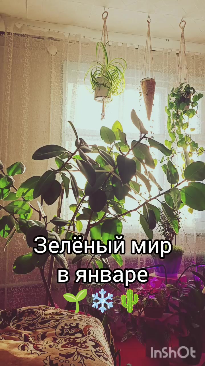 @Ромик Цветовод