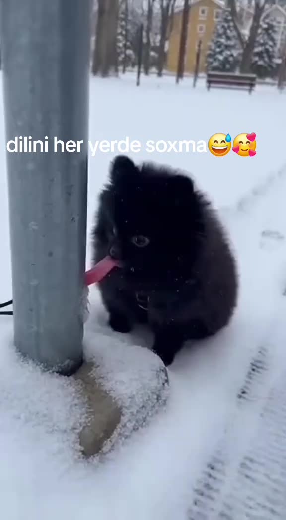 @Дики''й 🤍🖤