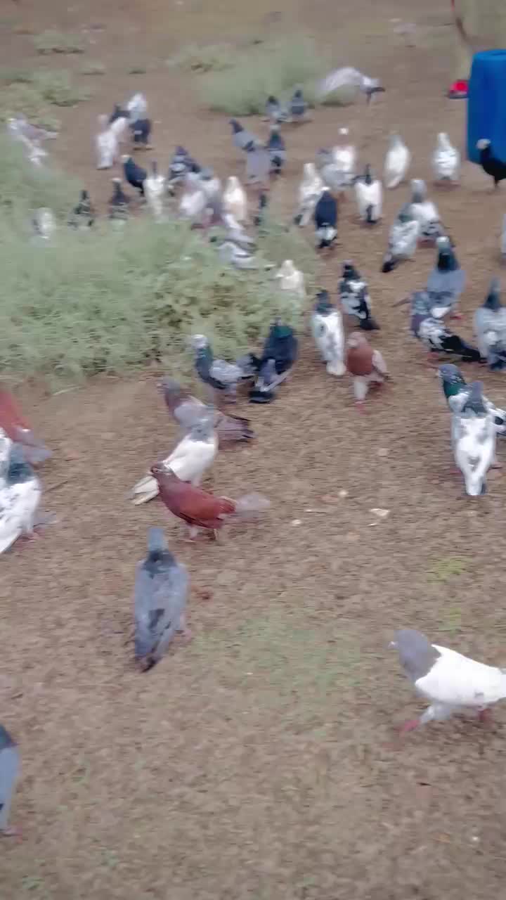 @عدیل رحمن لیہ وال کبوتر باز