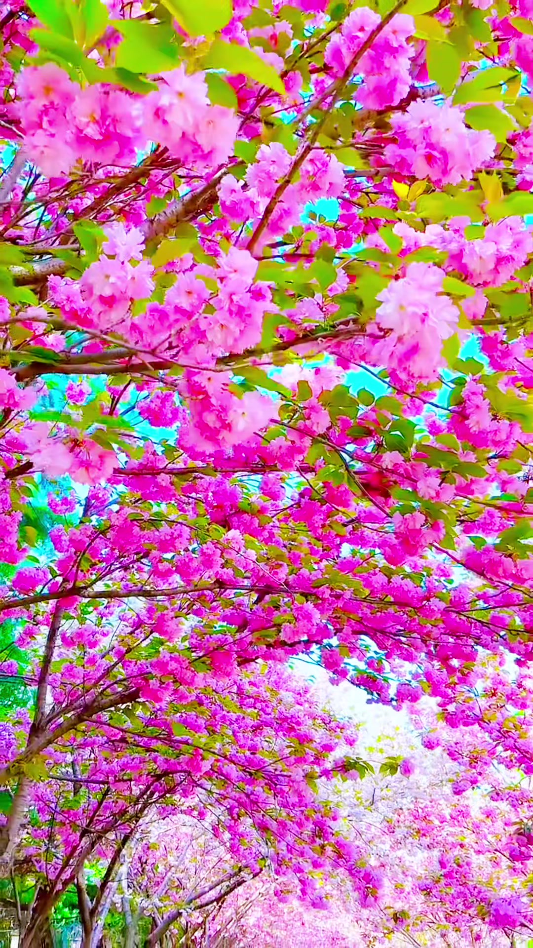 @Parul patel (pink)