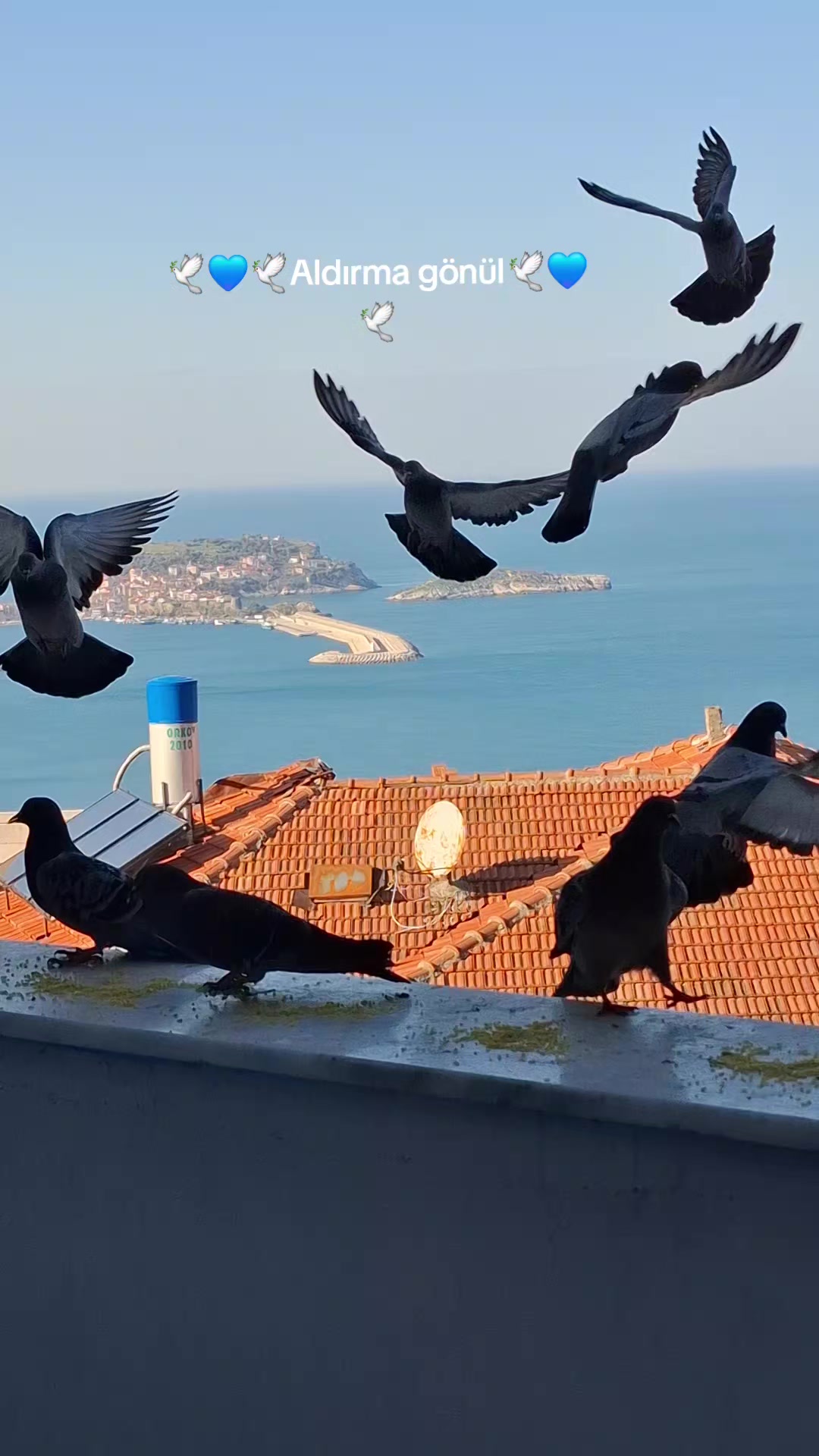 @Ayşegülgünter
