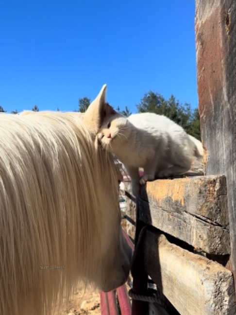 @Horses TikTok