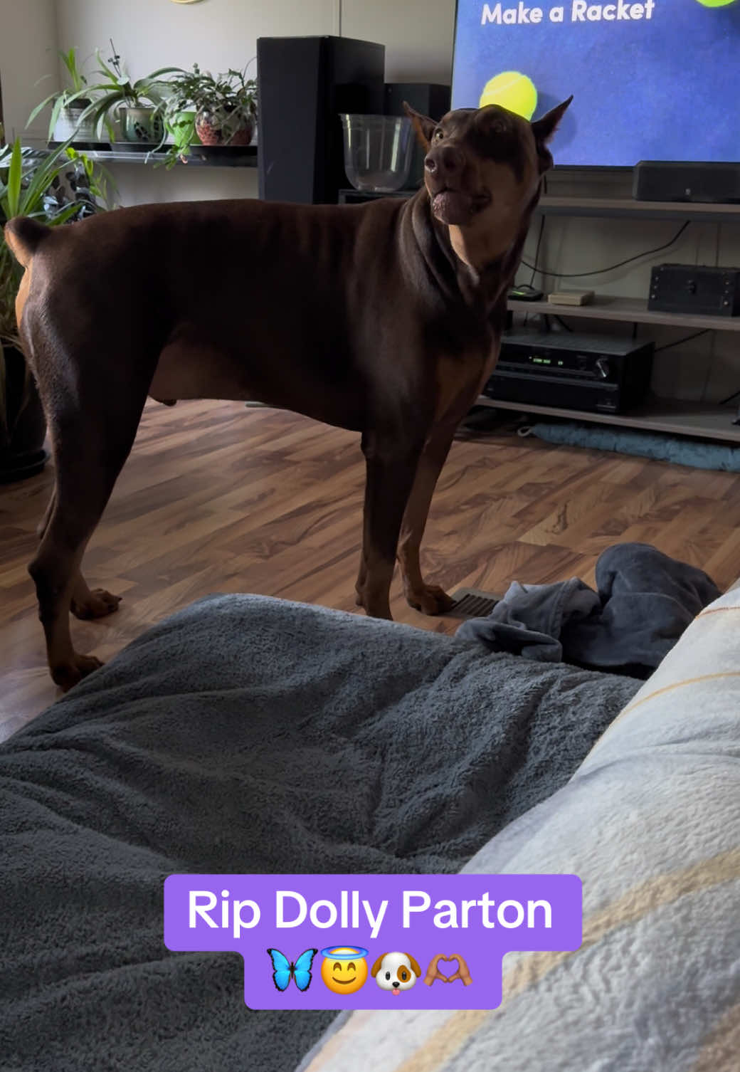 @Chocko The Doberman