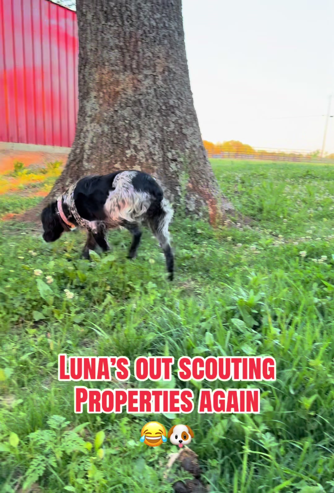@Lizas Speckled Puppies