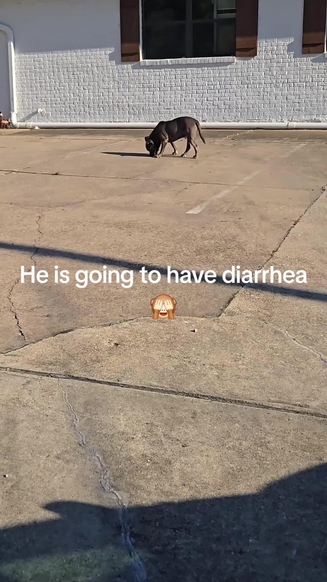 @Kristin & Diesel the Pittie 💕
