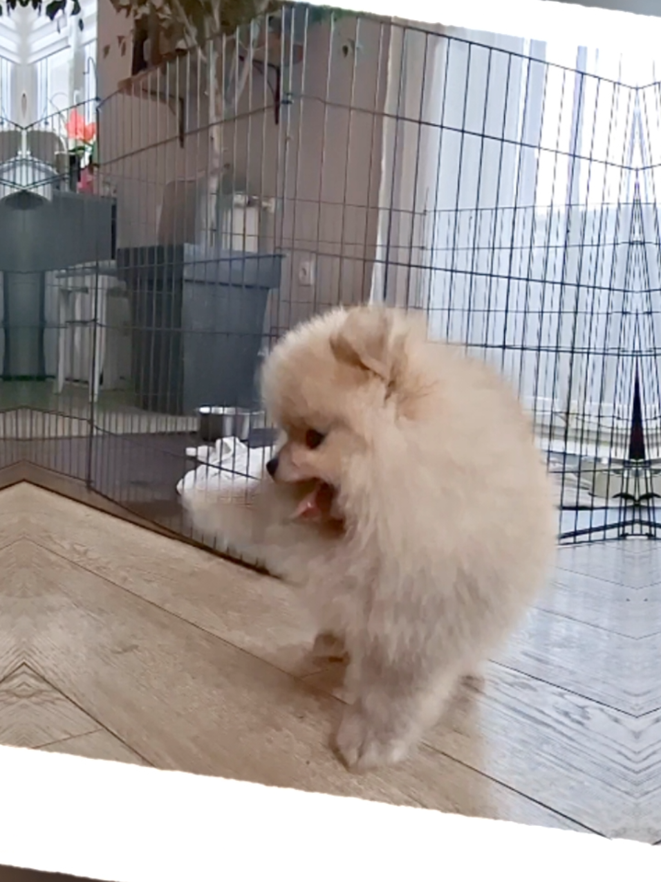@Princess Candy Pomeranian