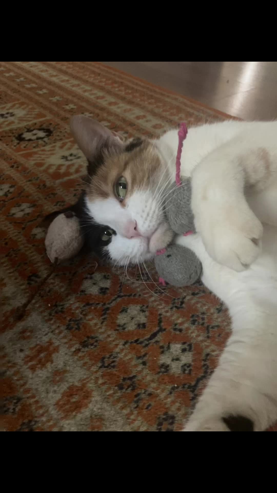 @sweetiethecalicocat