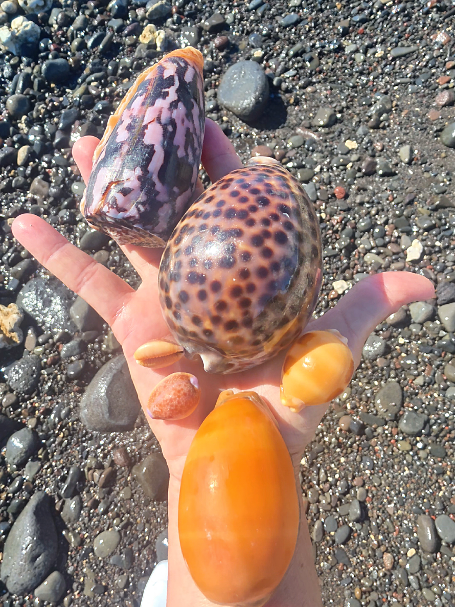 @Noe ๐ Shells