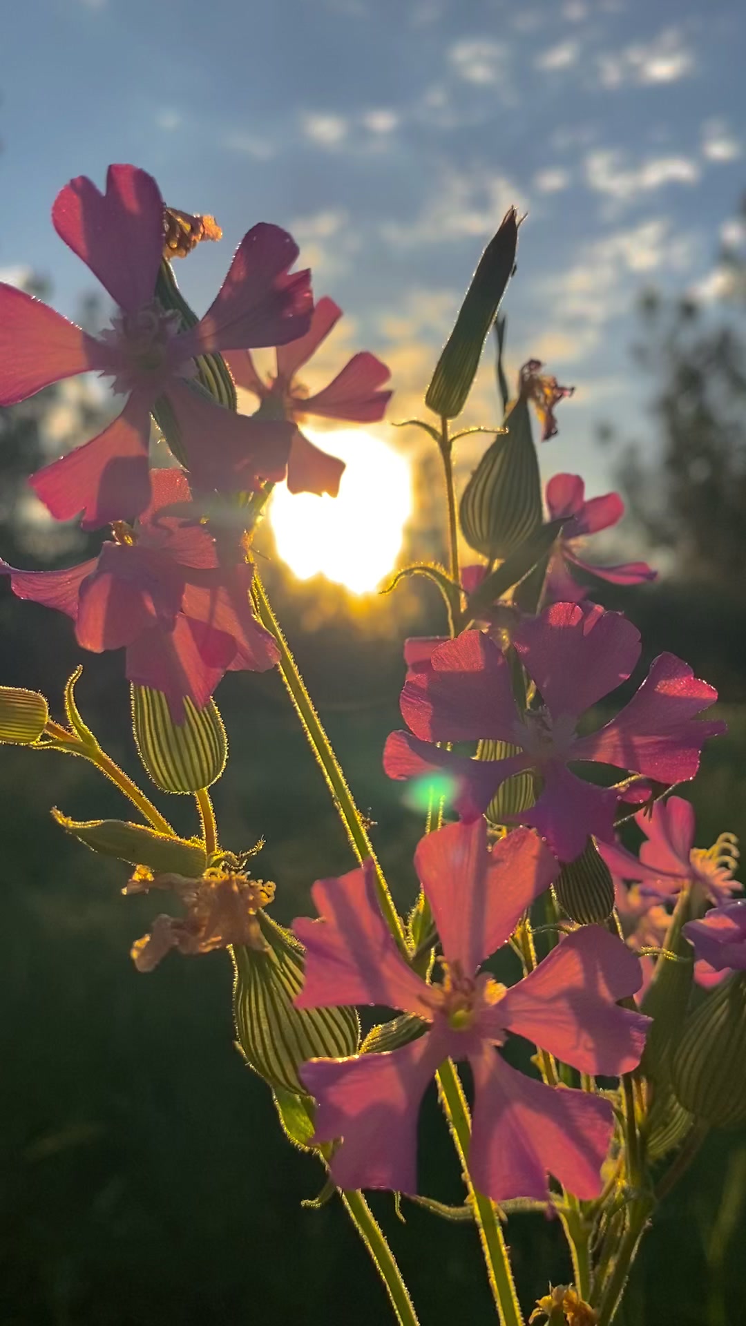 @ahmett_6334☀️