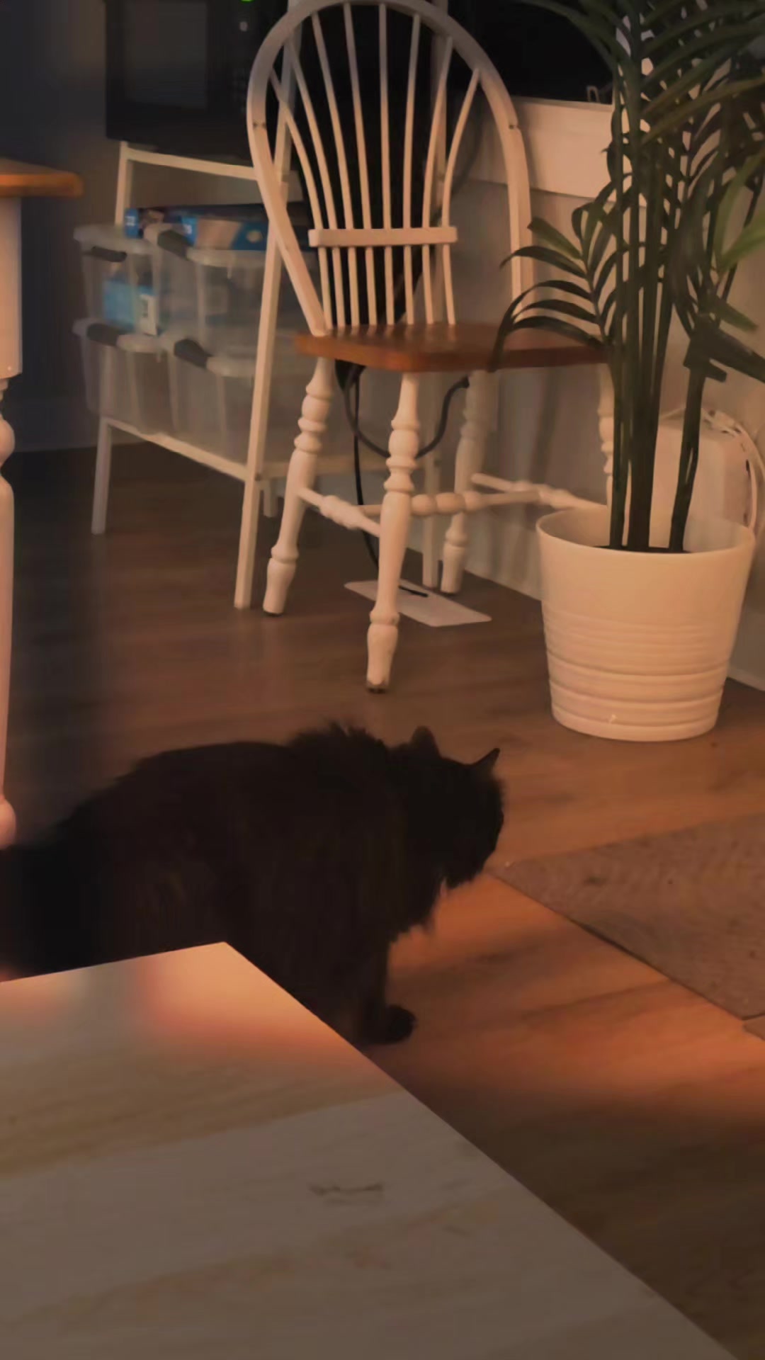 @AtticaTheTuxedoCat