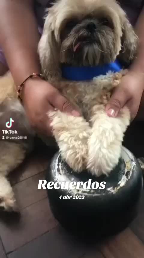 @Puerto Perú 🇵🇪🇵🇪💯🇵🇪🐯🐯
